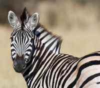 Makgadikgadi's Zebra